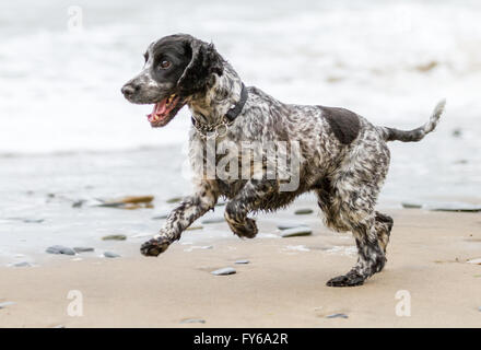 A grey cocker spaniel running joyfully along a sandy beach.  He is very happy and playful enjoying his exercise and walk.  He is Stock Photo