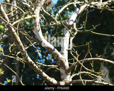 Apple tree branches Stock Photo