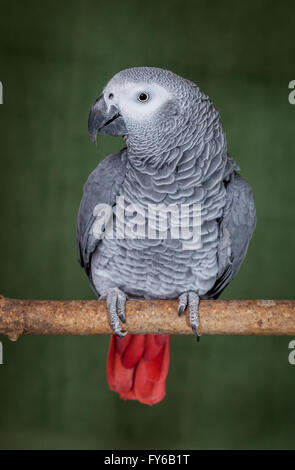 Congo African Grey Parrot, posed on a natural branch against a pale ...