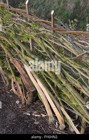 Traditional laid hedgerow in the English countryside Stock Photo