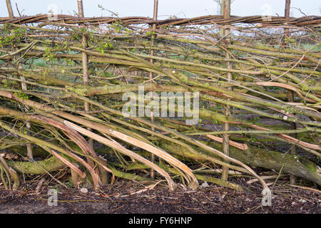 Traditional laid hedgerow in the English countryside Stock Photo