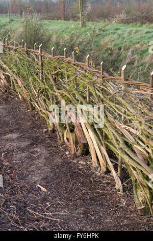 Traditional laid hedgerow in the English countryside Stock Photo