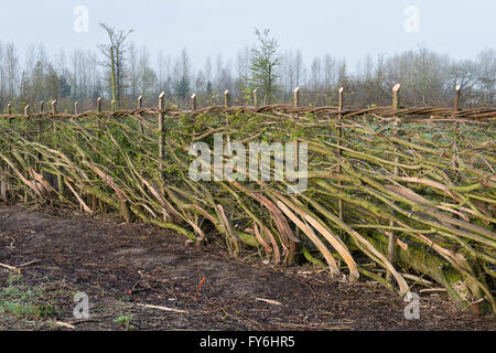 Traditional laid hedgerow in the English countryside Stock Photo