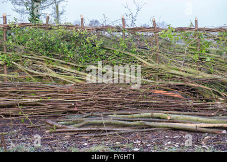 Traditional laid hedgerow in the English countryside Stock Photo