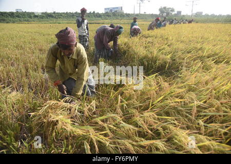 Bangladeshi farmers harvest rice in a field on the outskirts of Dhaka on April 21, 2016 Stock Photo