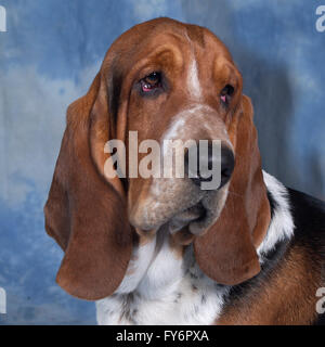 Basset Hound Stock Photo