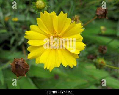 Yellow Flower from Himalayas Stock Photo