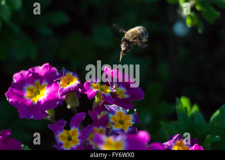 Hairy-footed Flowerbee (Anthophora plumipes Pall.) on the fly Stock Photo