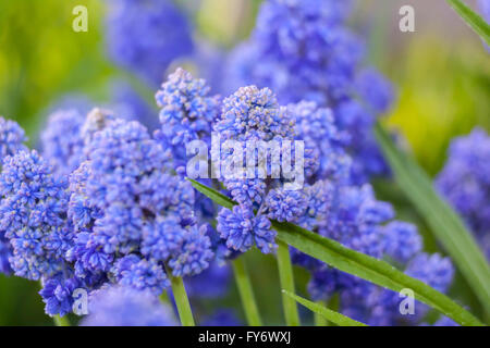 Muscari armeniacum 'Blue Spike' Grape hyacinth Stock Photo