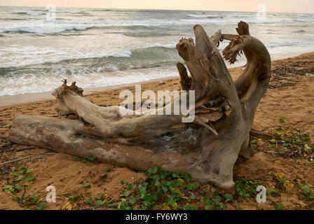 Sri Lanka, Travel, Places and faces in Sri Lanka Stock Photo