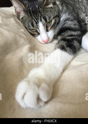 Tabby kitten reclining. Stock Photo