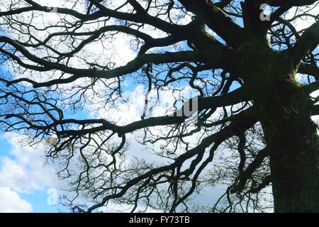 Images from the winter woodland. Stock Photo