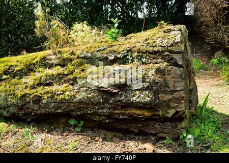Images from the winter woodland. Stock Photo