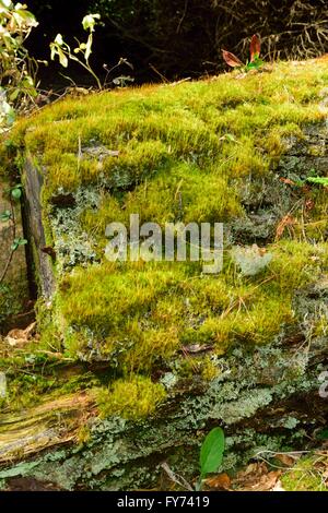 Images from the winter woodland. Stock Photo