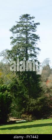 Images from the winter woodland. Stock Photo