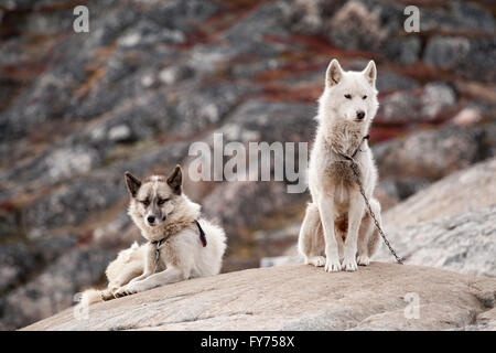 Two Greenland Dogs or Greenland Huskies, chained to a rock during summer months, Ilulissat, Greenland Stock Photo