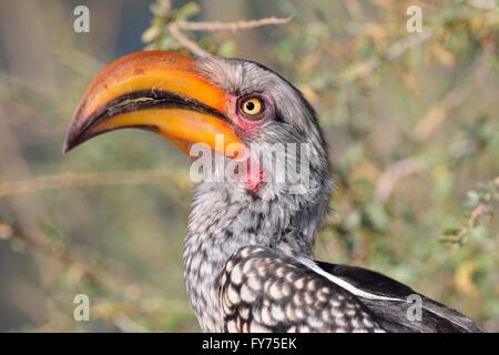Southern Yellow-billed Hornbill (Tockus leucomelas), perched, Kgalagadi Transfrontier Park, Northern Cape, South Africa Stock Photo