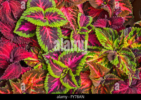 Decorative nettle exposed for sale in the market. Stock Photo