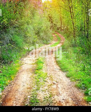 Walkway in secluded deciduous forest, beautiful scene on a sunny summer day, amazing nature of wildlife sanctuary of Lebanon Stock Photo
