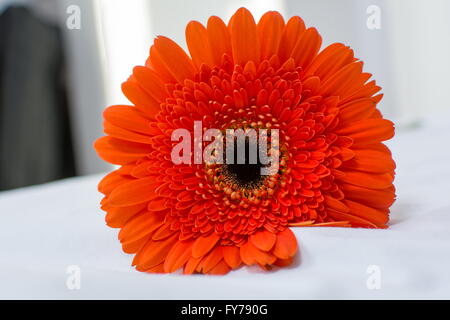 Orange Gerbera flower close up Stock Photo