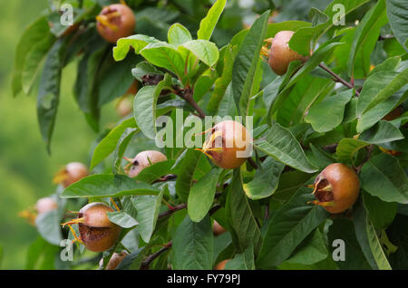 Mispel am Baum - common medlar on tree 02 Stock Photo