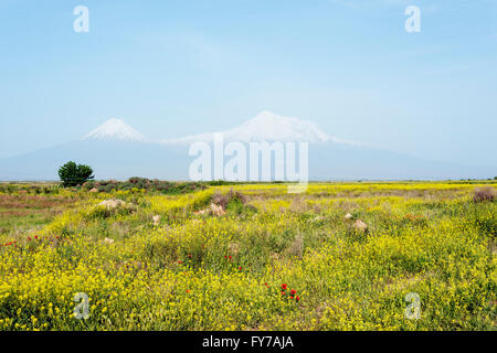 Eurasia, Caucasus region, Armenia, Mount Ararat (5137m) highest mountain in Turkey photographed from Armenia Stock Photo