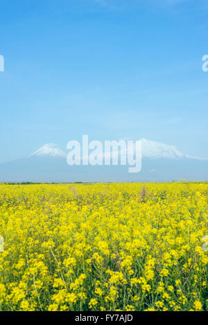 Eurasia, Caucasus region, Armenia, Mount Ararat (5137m) highest mountain in Turkey photographed from Armenia Stock Photo