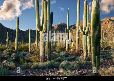 The warmth of evening light on the towering saguaro cactus in Arizona's Saguaro National Park. Stock Photo