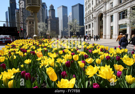 Yellow and purple tulips in bloom along Michigan Avenue in downtown Chicago, Illinois, United States of America. Stock Photo