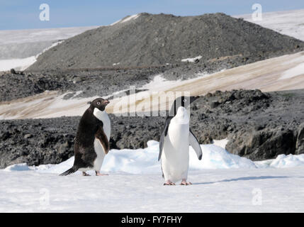 Two Adélie penguins (Pygoscelis adeliae) at their nesting colony in Hope Bay. Hope Bay, Antarctica. Stock Photo