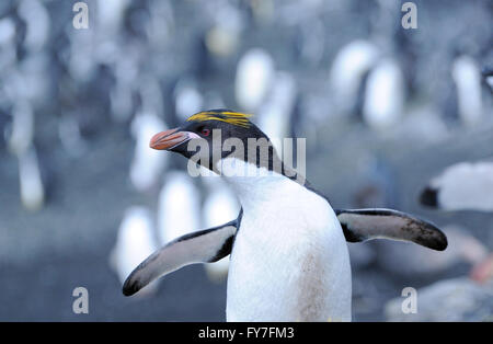 A macaroni penguin (Eudyptes chrysolophus) stands on black volcanic sand in the nesting colony on Saunders Island. Stock Photo