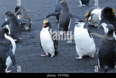 Chinstrap Penguins (Pygoscelis antarctica) and  macaroni penguins (Eudyptes chrysolophus) stand on black volcanic sand Stock Photo