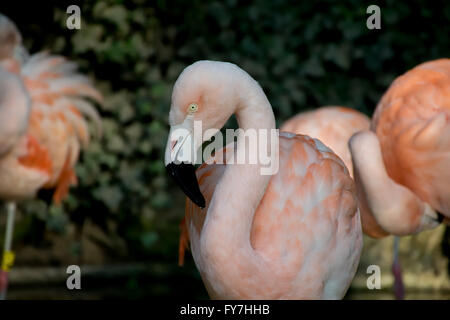 CLoseup shot of a flamingo Stock Photo