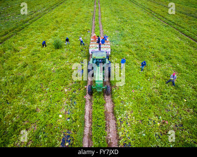 Aerial view of Worms farm (Sudano) harvesting watermelons  in Preston MD Stock Photo