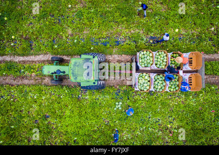 Aerial view of Worms farm (Sudano) harvesting watermelons  in Preston MD Stock Photo