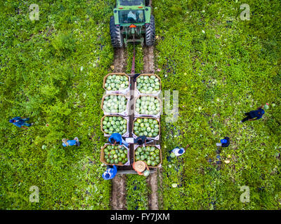 Aerial view of Worms farm (Sudano) harvesting watermelons  in Preston MD Stock Photo