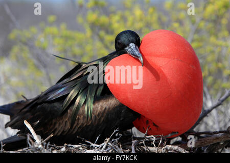 Male great frigatebird on breeding season with distinctive heart shaped inflated red throat pouch, Christmas Island, Kiribati Stock Photo