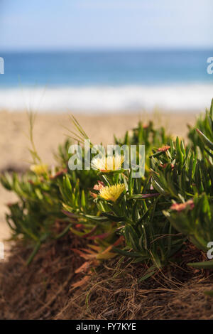 Ice plant succulent, Carpobrotus edulis, creeping ground cover on beach sand with ocean background in the spring in California Stock Photo