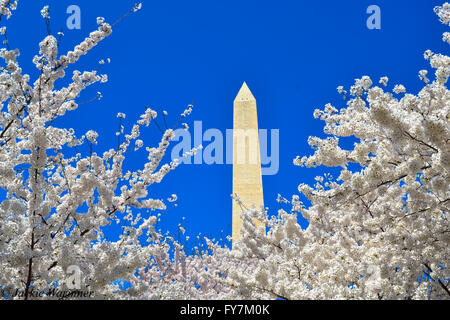 The Washington Monument during the Cherry Blossom Festival Washington DC Stock Photo