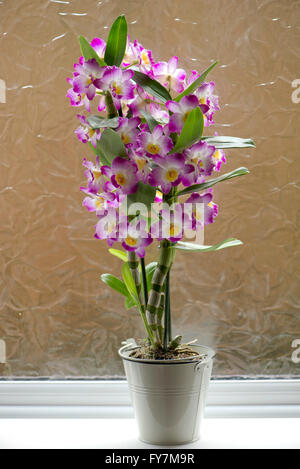 Noble dendrobium, Dendrobium nobile, a pink flowering cultivated orchid with pseudobulbs formed in the stems Stock Photo