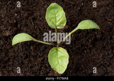 Garlic mustard or jack-by-the-hedge, Alliaria petiolata, seedling weed with cotyledons and first true leaves Stock Photo