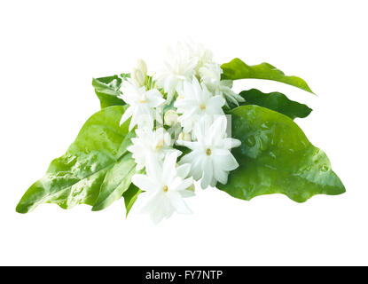Jasmine flowers fresh isolated on white background Stock Photo - Alamy