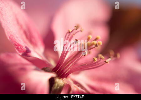 crab apple blossom close-up macro Stock Photo