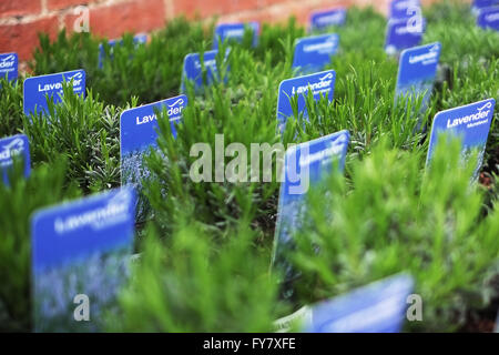 Lavender nursery plants (Lavandula angustifolia Munstead) Stock Photo