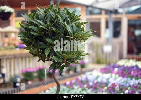 Laurus nobilis plant for sale in a UK Garden center. Stock Photo