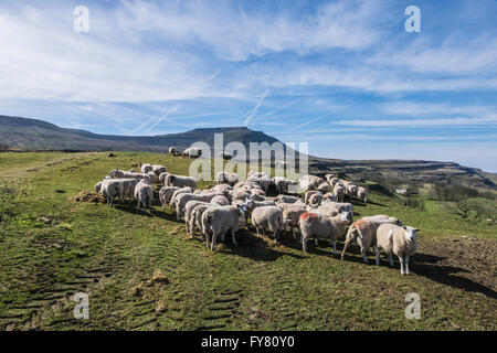 Cheviot Cross sheep above Chapel Le Dale Stock Photo