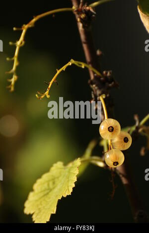 Last fruit on a white currant bush (Ribes rubrum). Stock Photo