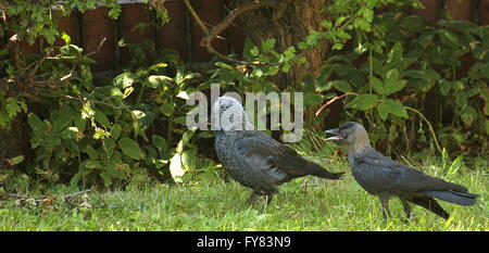 Westerm jackdaw (Corvus monedula) and mother. Stock Photo