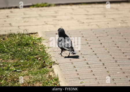 Westerm jackdaw (Corvus monedula) walking on paved ground. Stock Photo