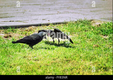 Westerm jackdaw (Corvus monedula) begging his mother for food. Stock Photo